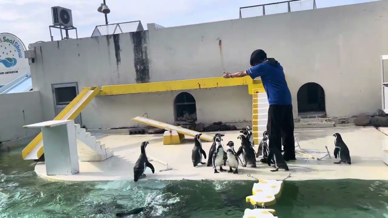 おたる水族館 言うことをきかないペンギンショー成功率高め