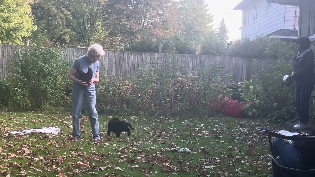 “Liquorice “ Temperament test 
