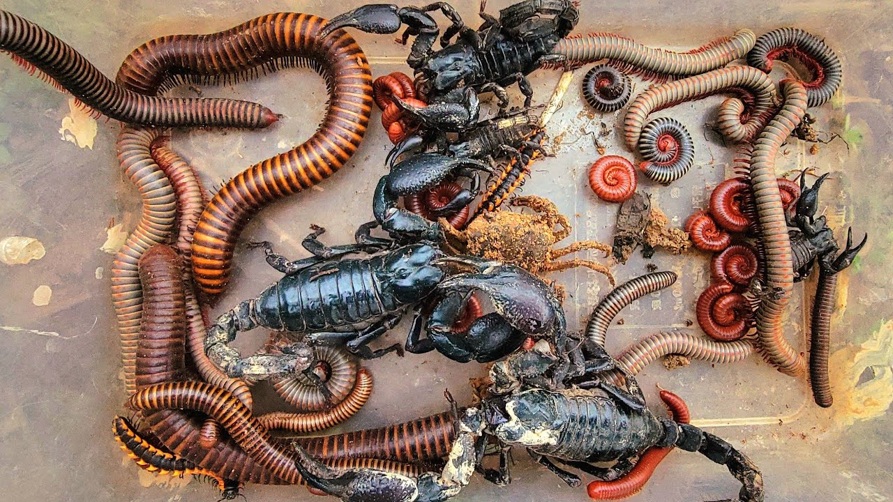 OMG I Catch Red millipedes black Millipedes white Millipedes Spotted, Scorpion 