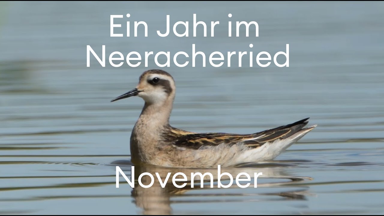 November im Neeracherried: Höhepunkte des Jahres