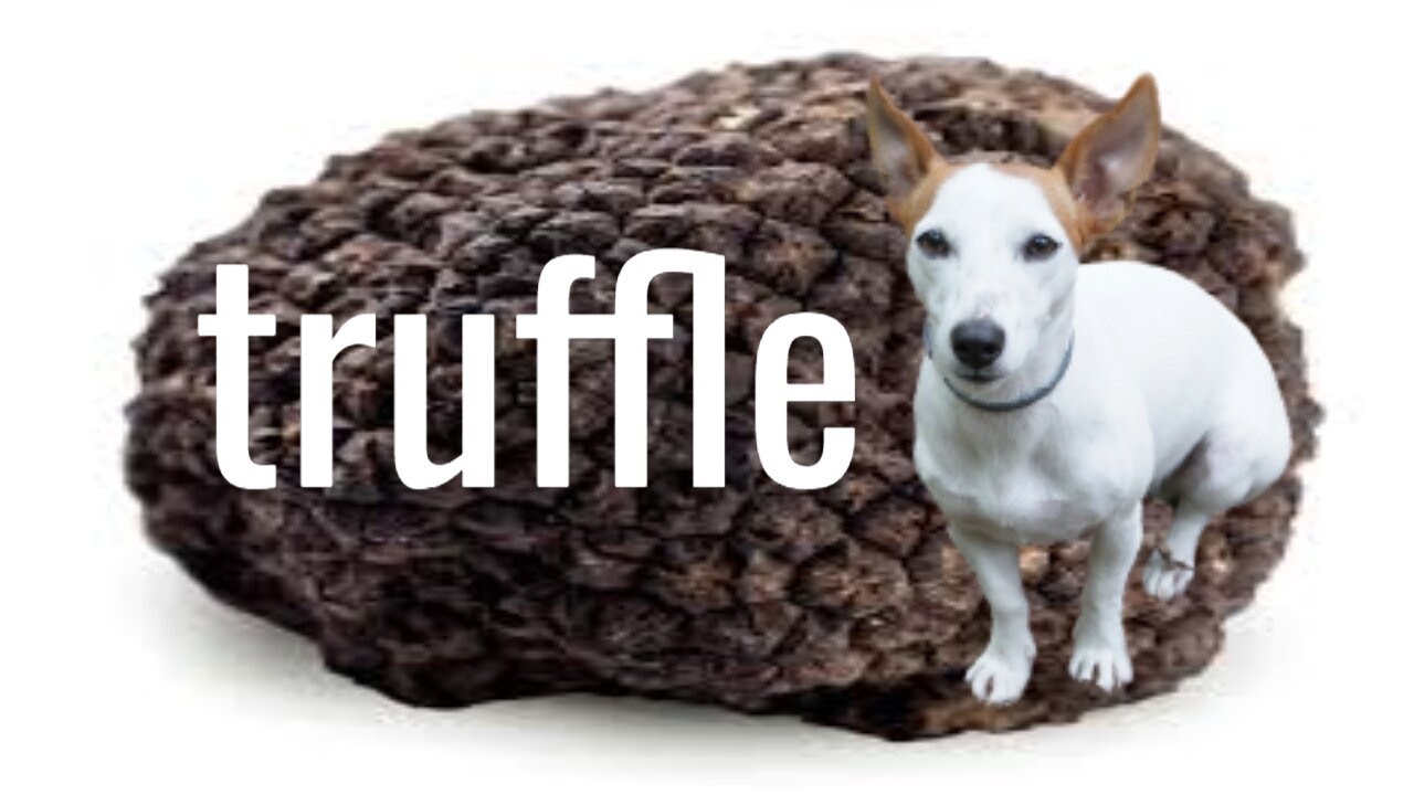 Супер Сара !!! Best Truffle-Hunting Dog |Трюфели| #blacktruffle #truffle