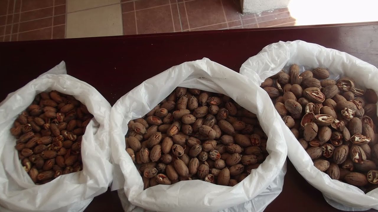 Quebradora Nuez Marca SPJ