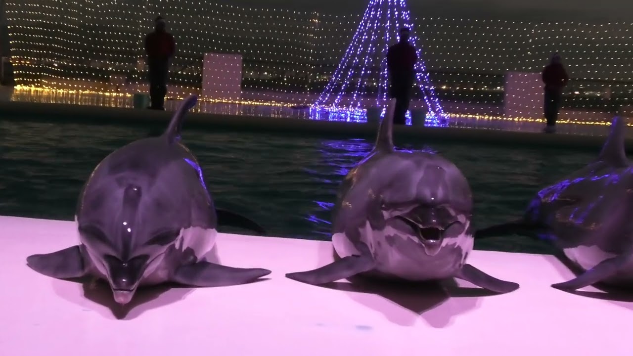 クリスマスパーティー    夜のイルカショー　 マリンワールド海の中道 2022/12/25