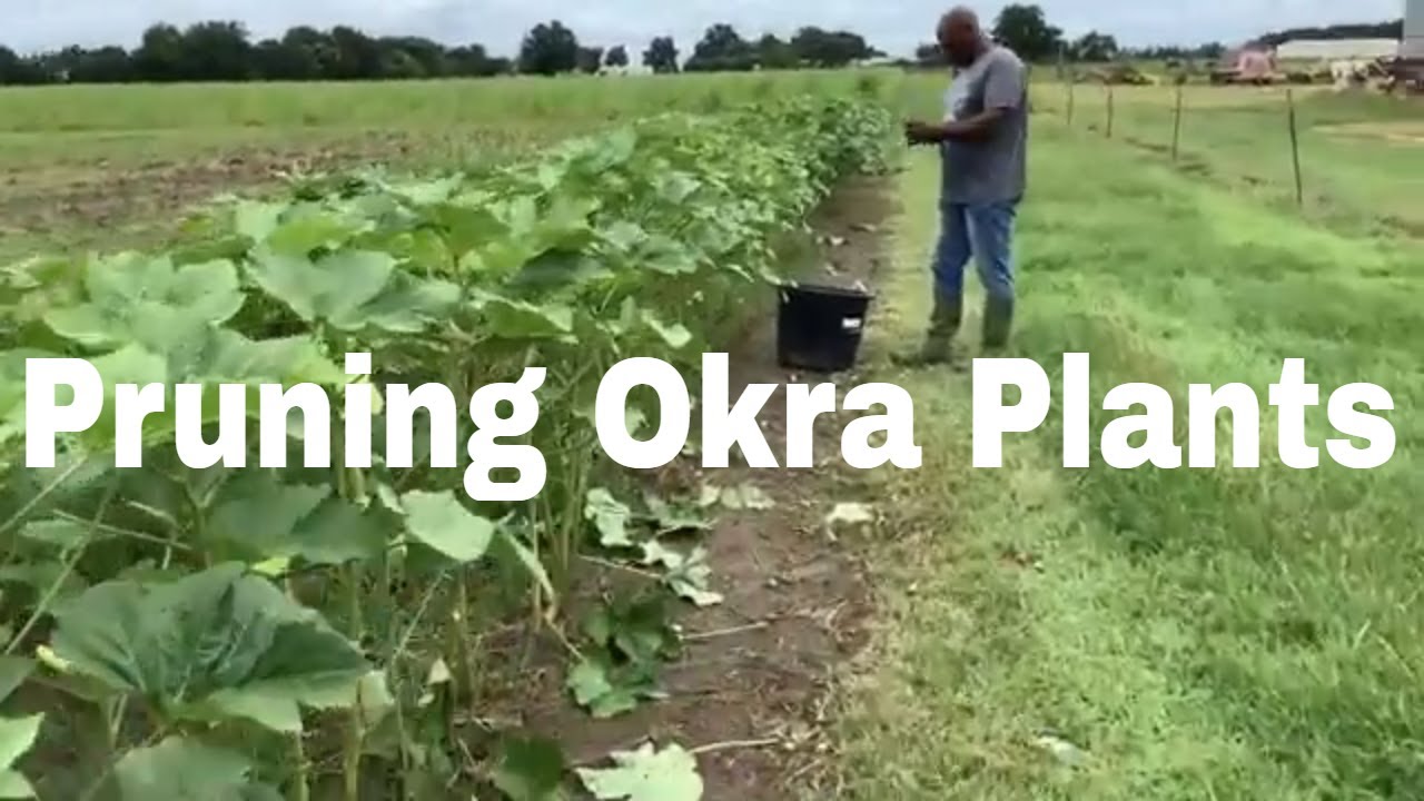 Pruning Our Okra Plants