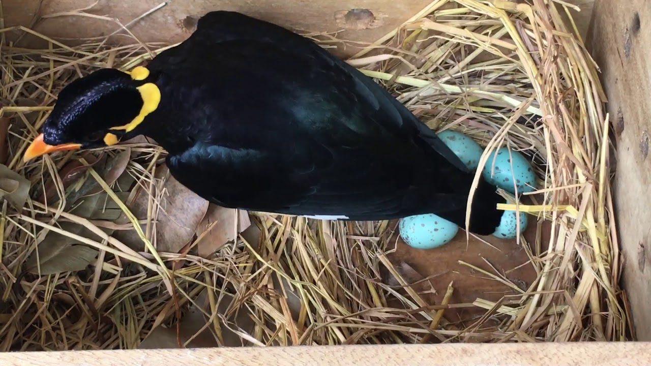 Nhồng bố và mẹ chăm trứng