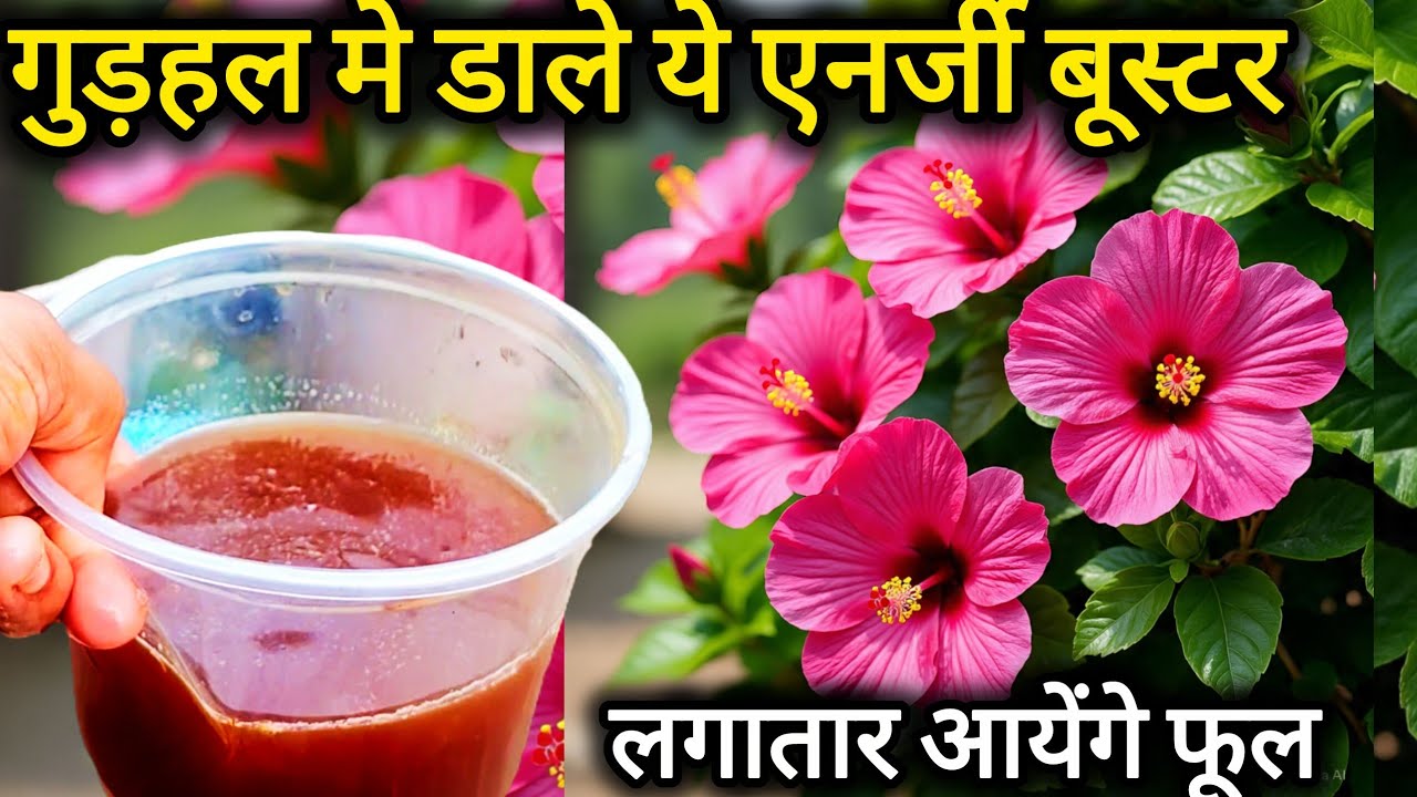 गुड़हल के पौधे के लिए बनाए घर के कचरो से खाद होगी फूलों की बारिश।Hibiscus plant care tips fertilizer