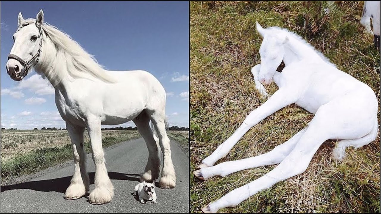 Horse SOO Cute! Cute And funny horse Videos Compilation cute moment #10