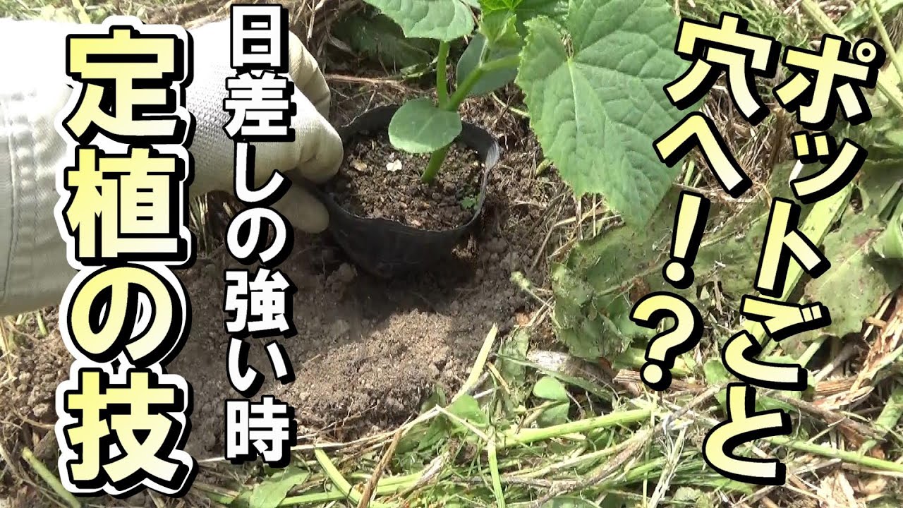 【自然農】　2022年5月11日　ポットごと穴へ⁉強い日差しで枯れないための定植の裏技　きゅうり定植　【natural farming】