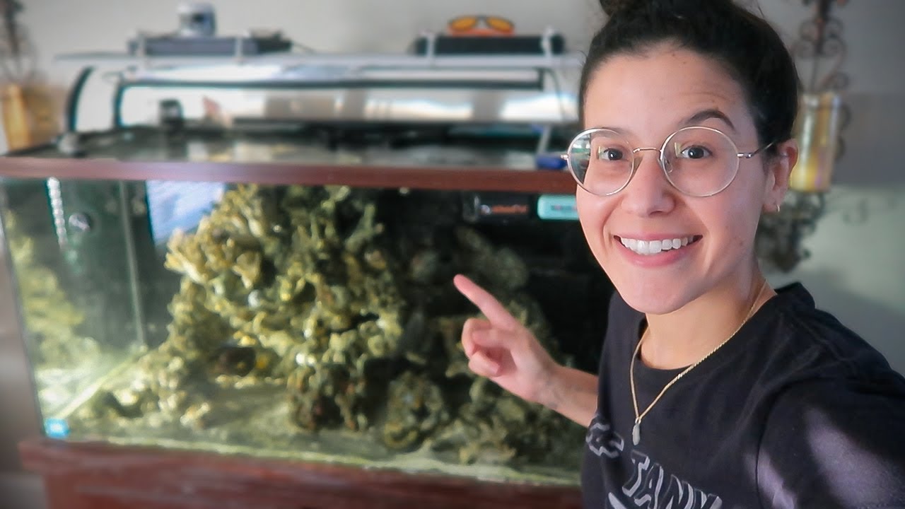 3 Day Reef Tank Blackout For The Win (vlogmas)