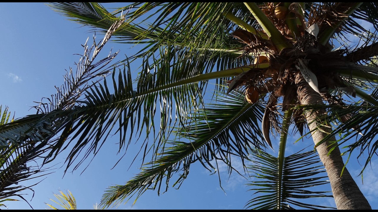 6 Hours of Palm Trees, Ocean Waves & Tropical Breeze | Deep Relaxation Ambience 🌴