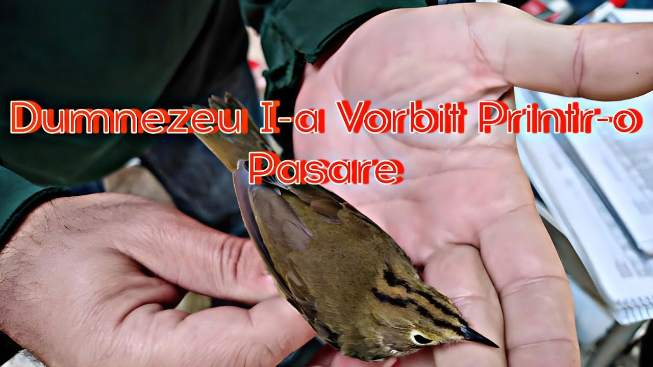 Dumnezeu i-a vorbit printr-o pasare (mărturie cutremurătoare)-Fr.Costică