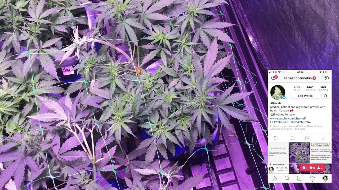 Autoflower Grow Update! Day 30! ⚠️⚠️ Giveaway Info!!! Win seeds!! ⚠️⚠️