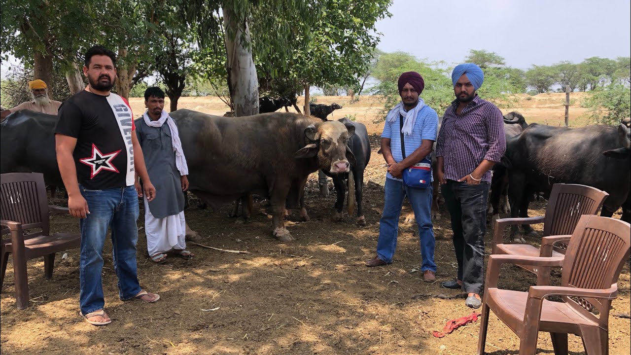 Neeli Ravi Rana Bull Full video ਨਾਲ ਧੀਆਂ ਦੀ video nd full Information