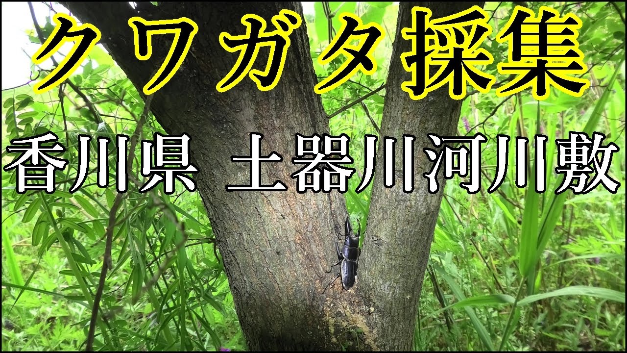河川敷クワガタ採集 香川県土器川河川敷