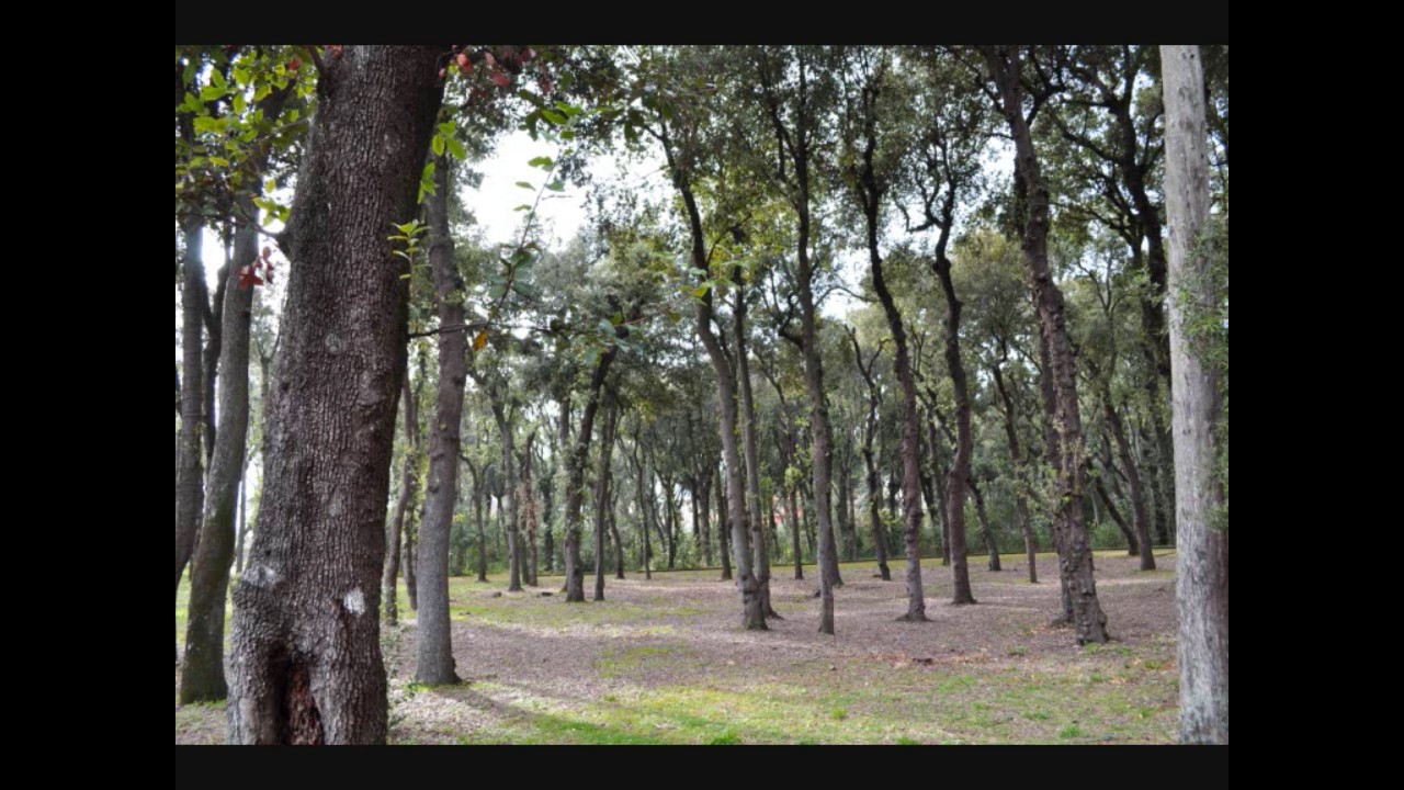 Meditazione dell'albero