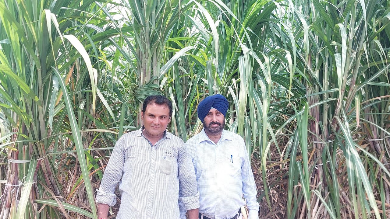 Copb 99 गन्ना वैरायटी बेहतर क्यो है? जाने  ब्रीडर साइंटिस्ट निदेशक डाॅ गुलजार  जी से pau कपूरथला से
