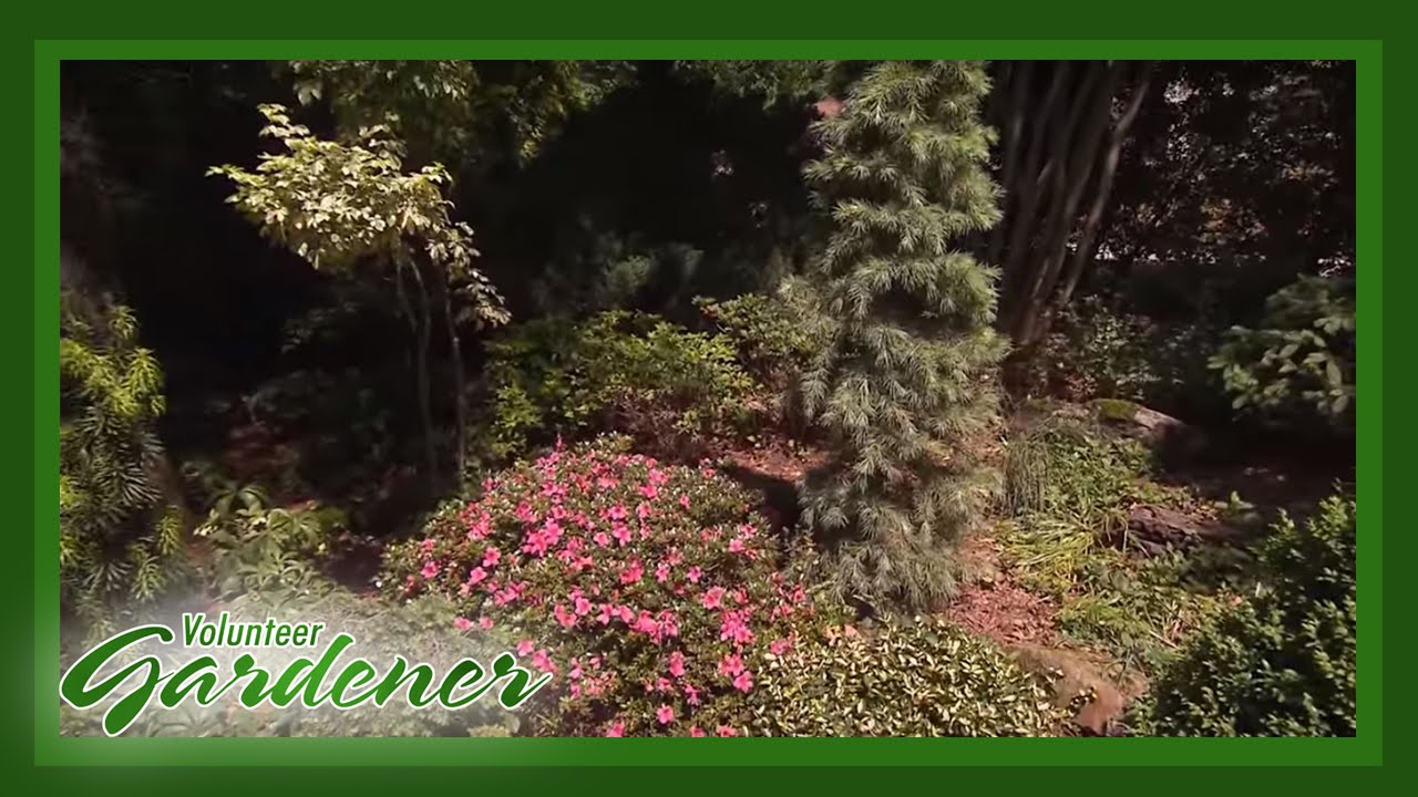 Mixed Border Beds | Volunteer Gardener