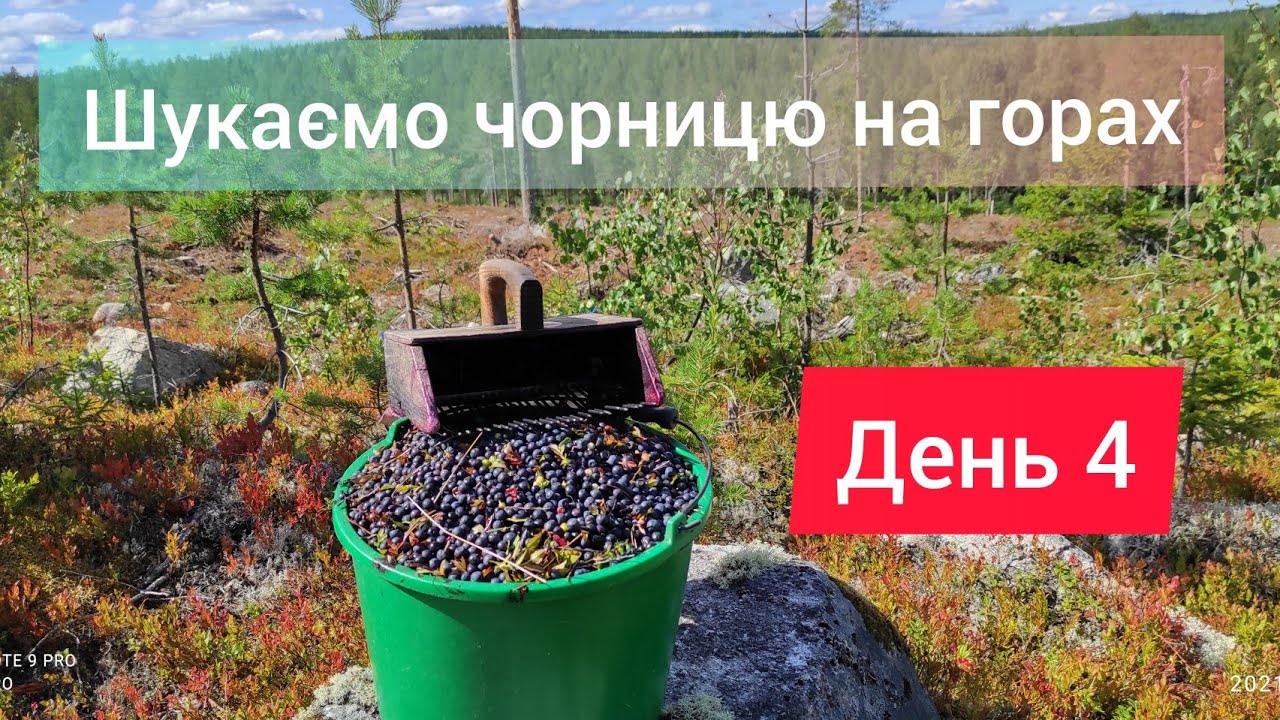Продовжуємо збирати чорницю в Швеції 2021