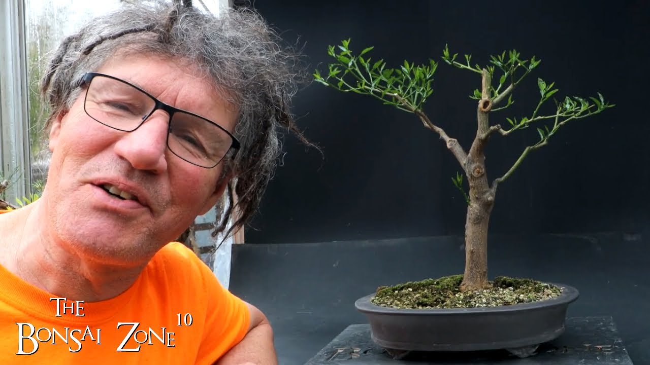 Pruning to Back Buds on My Donated Lemon Tree, The Bonsai Zone, May 2023
