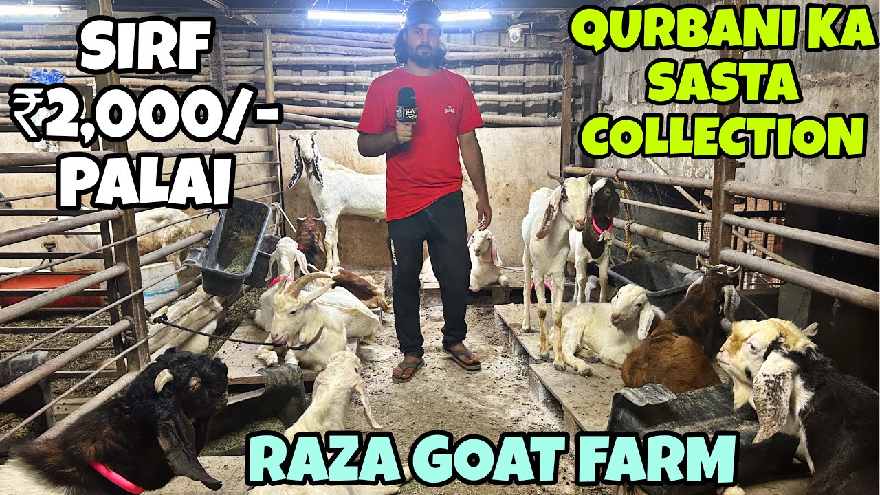 SABSE SASTI PALAI AUR QURBANI KA SASTA COLLECTION AT RAZA GOAT FARM || GOATS HUB ||