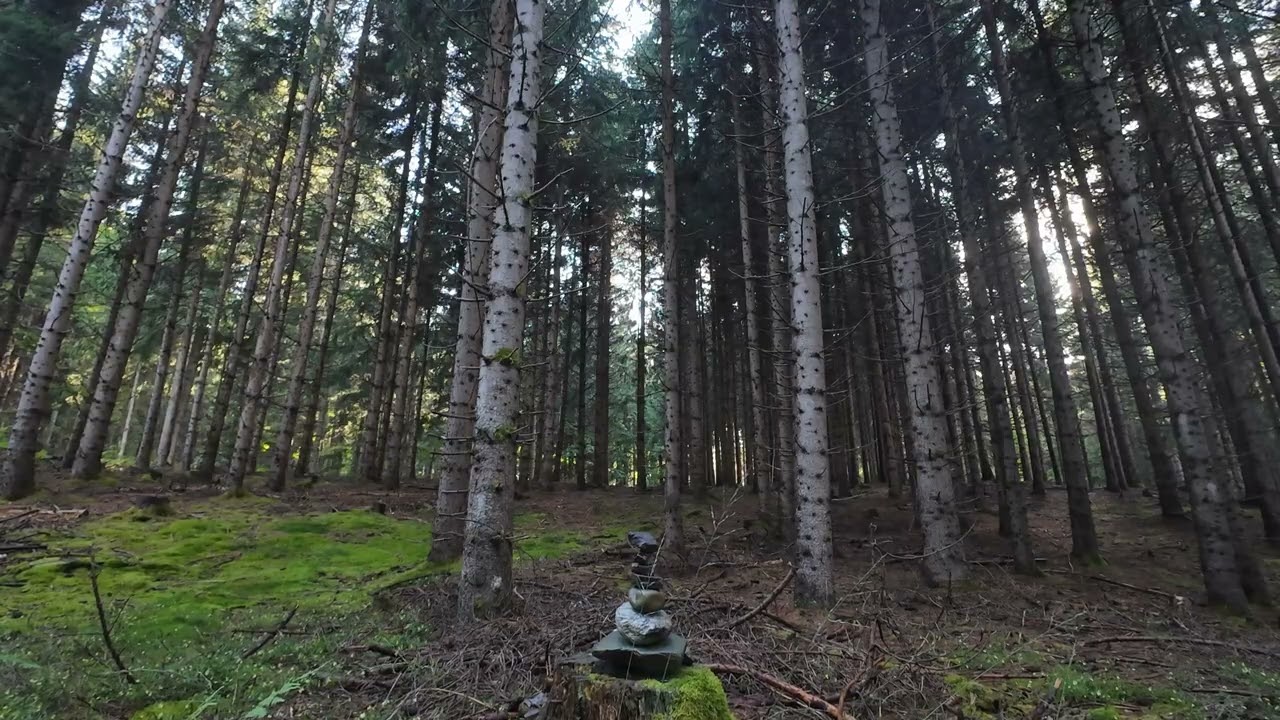 4K Deep Forest Sanctuary: Peaceful Pine Woods & Zen Stone Stack | 1 Hour Natural Loop