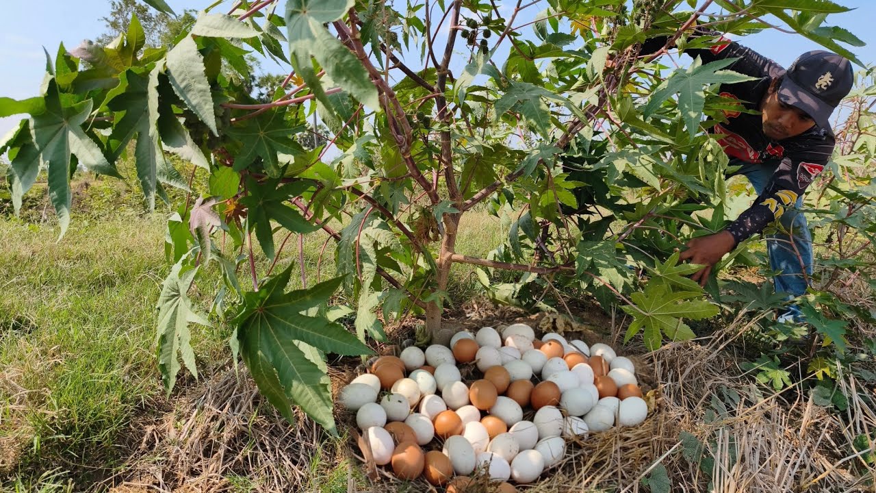 Wow unique- A farmer picks duck eggs in a field with lush green grass and fresh rain.He picks a lot