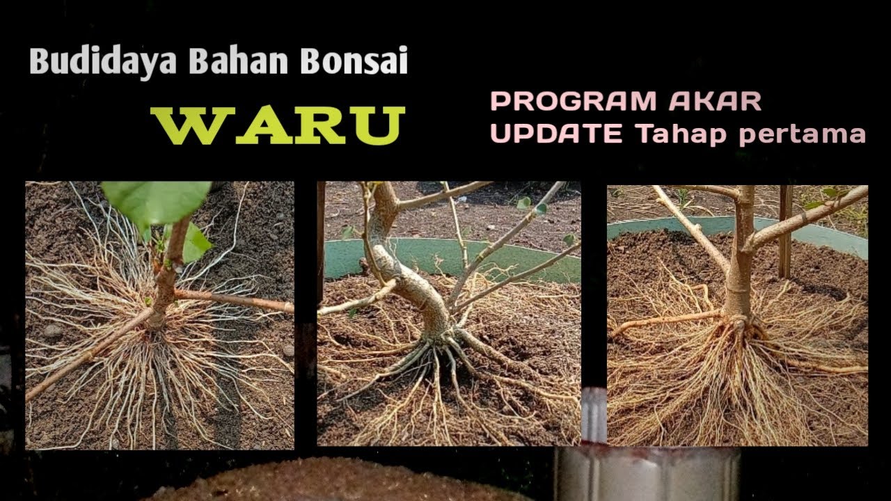 Tahap awal program akar bahan bonsai waru siap masuk ground