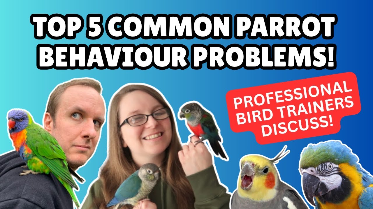 Top 5 Bird Behavior Problems: Solutions from Parrot Trainers | BirdNerdSophie & TheParrotTeacher