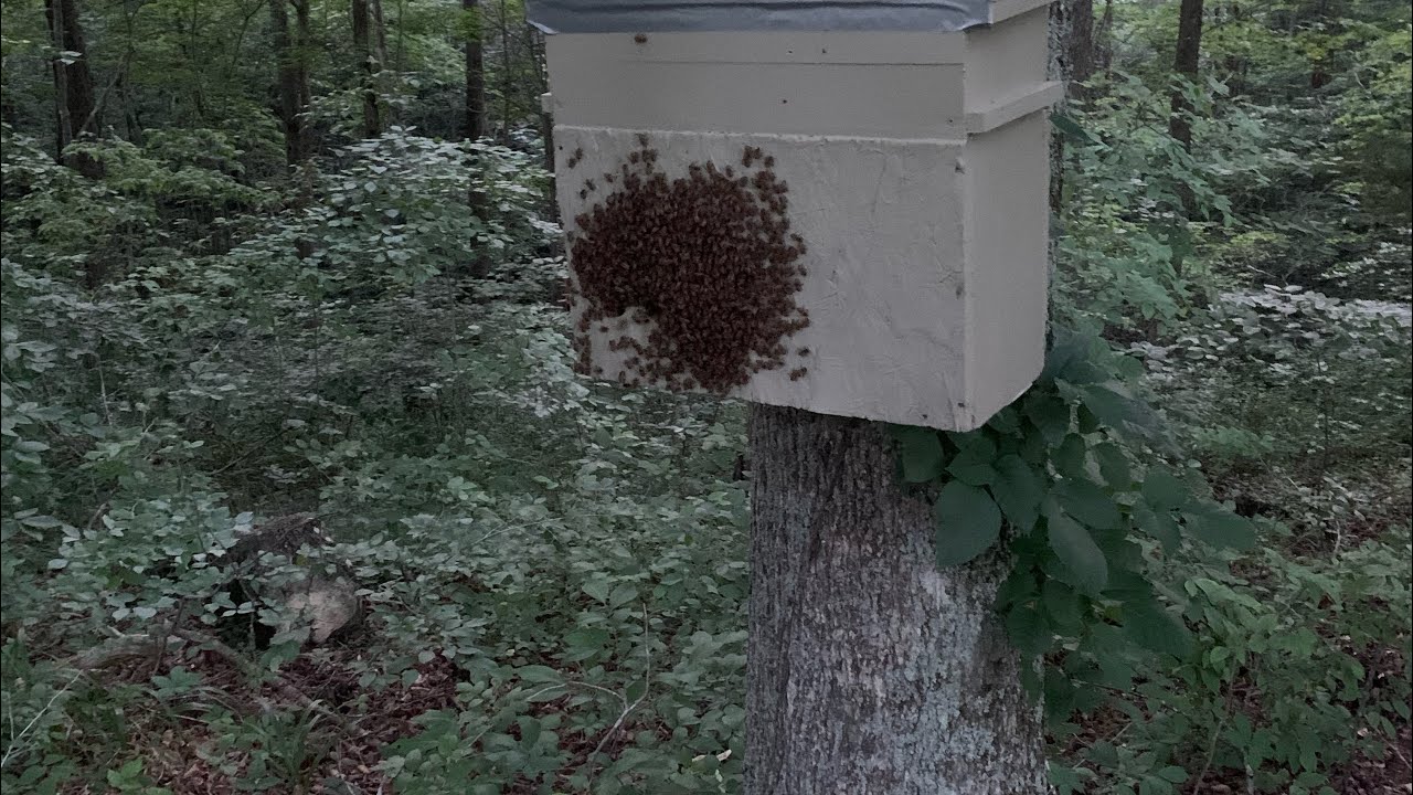 Checking and baiting swarm traps