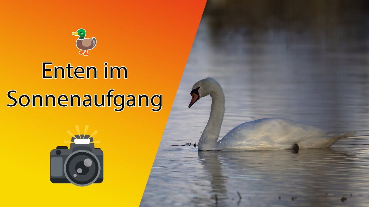 🦆 Enten im Sonnenaufgang fotografieren und ganz neuen Herausforderungen