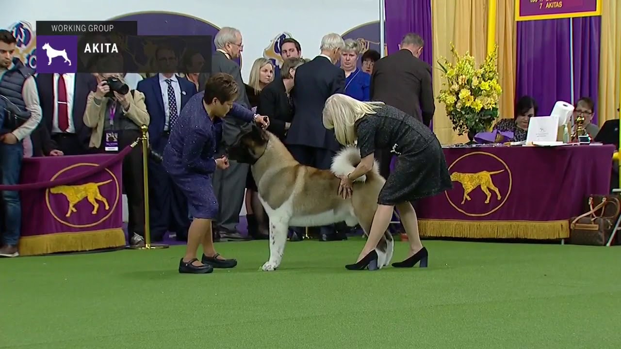 Akitas | Breed Judging 2019