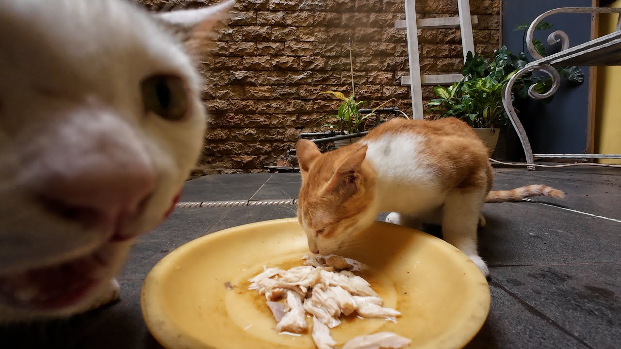 It's time for cats to eat chicken