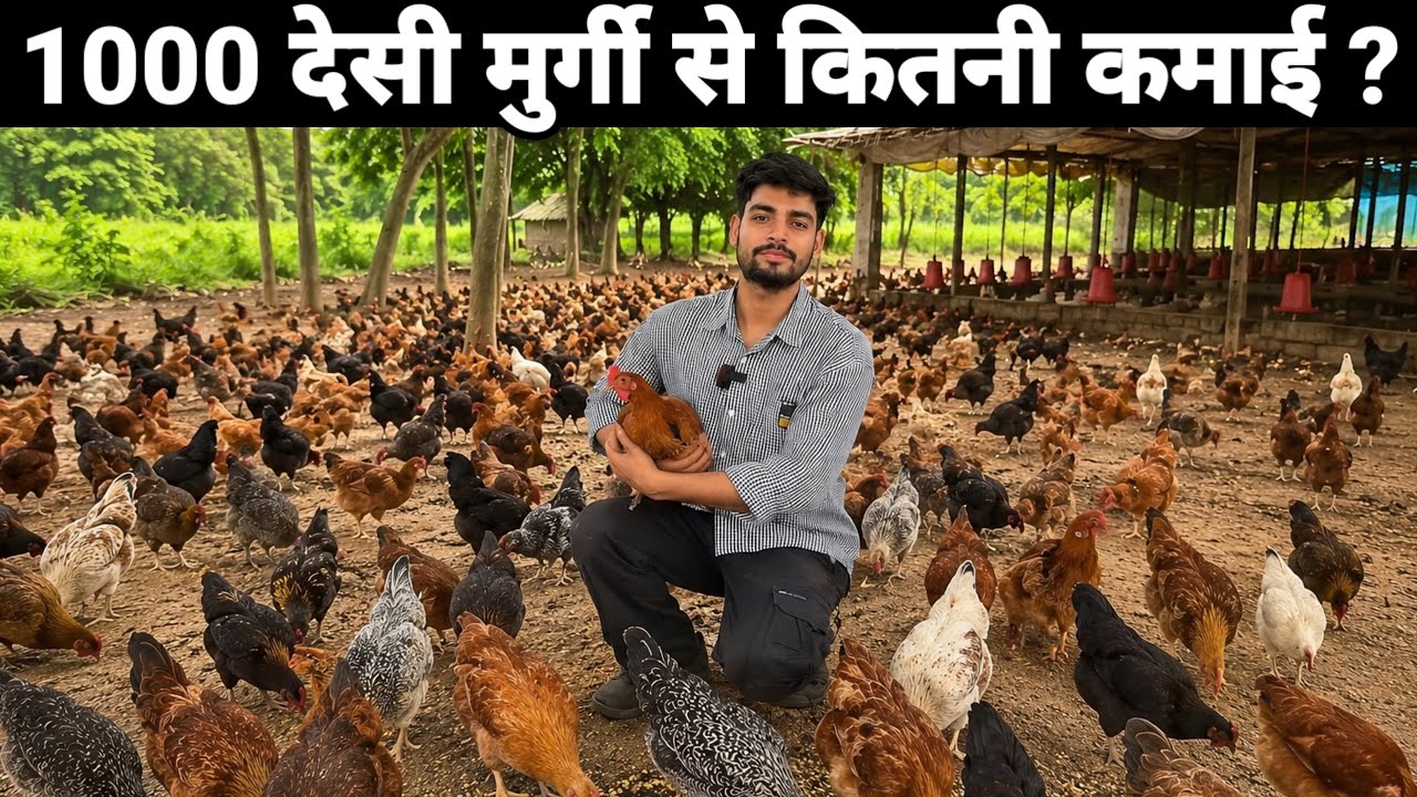 मात्र 1000 देसी मुर्गी से कितनी कमाई ? 🐔| Free Range Desi Poultry Farming 💁 #desimurgipalan