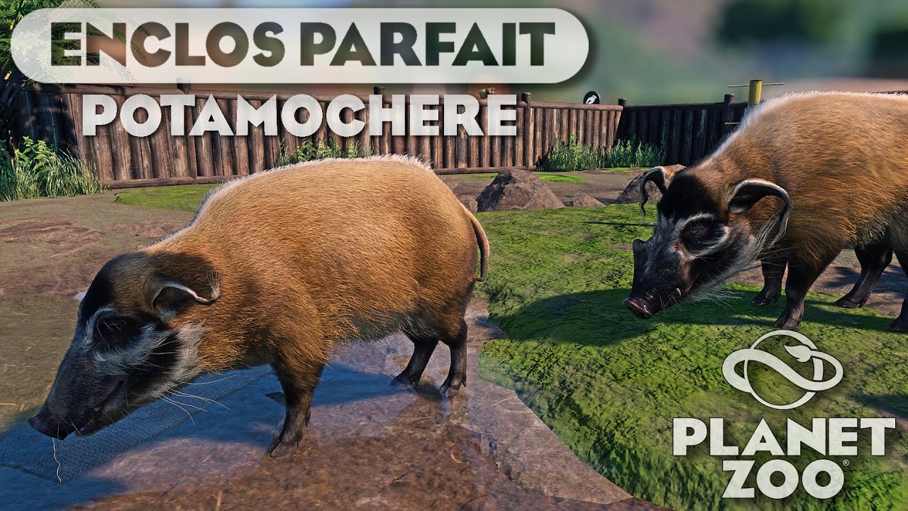 Potamoch&egrave;res : Construisez l'enclos parfait | LES ENCLOS PARFAITS : &Eacute;PISODE 123 | PLANET ZOO