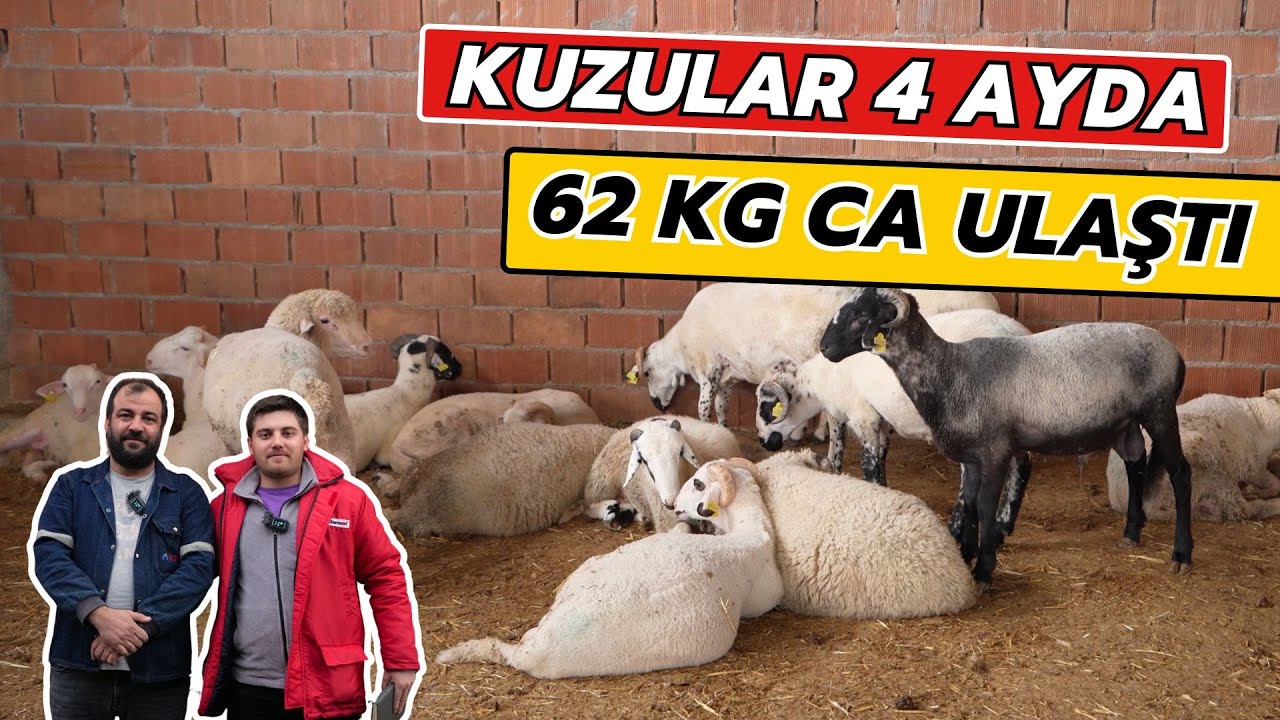 Kuzular 4 Ayda 62 KG Canlı Ağırlığa Ulaştı