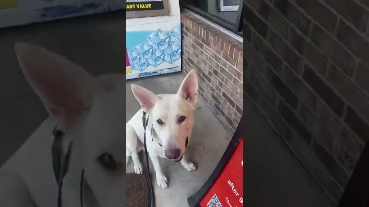 Service dog discrimination at Circle K.