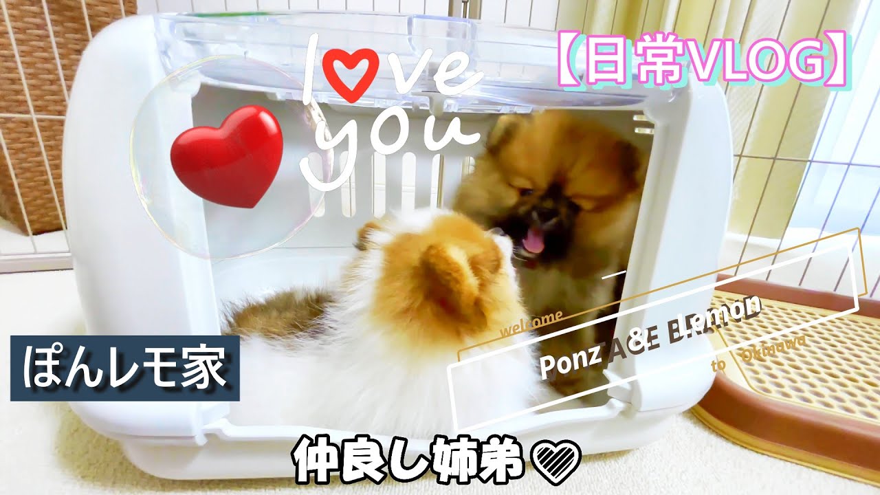 【日常VLOG】ぽんず&レモンが家族になって１１日目～１２日目【ポメラニアン/Pomeranian】