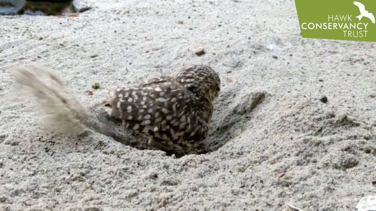 Sidewinder the Burrowing Owl is burrowing!