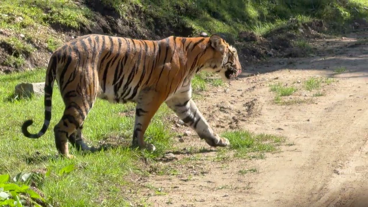 KABINI Safari | 