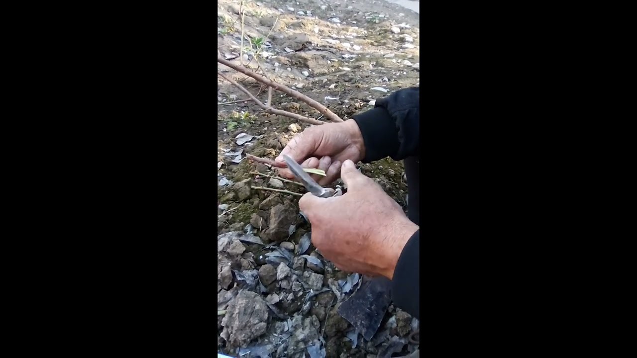 BODOM PAYVANDLASH. БОДОМ ПАЙВАНДЛАШ.