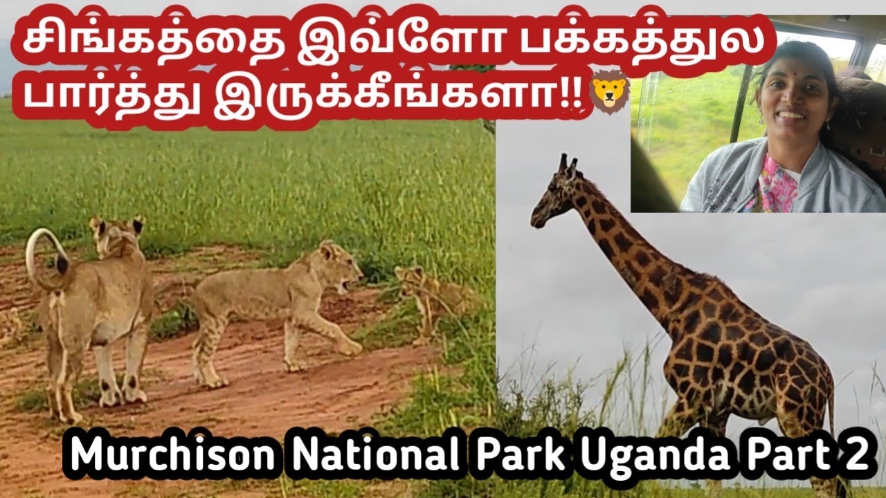 🦁🦒சிங்கத்தை பக்கத்தில் பார்க்கலாமா||Lion with cubs|tamil travel vlog|Forest vlog|Tourism|Murchison