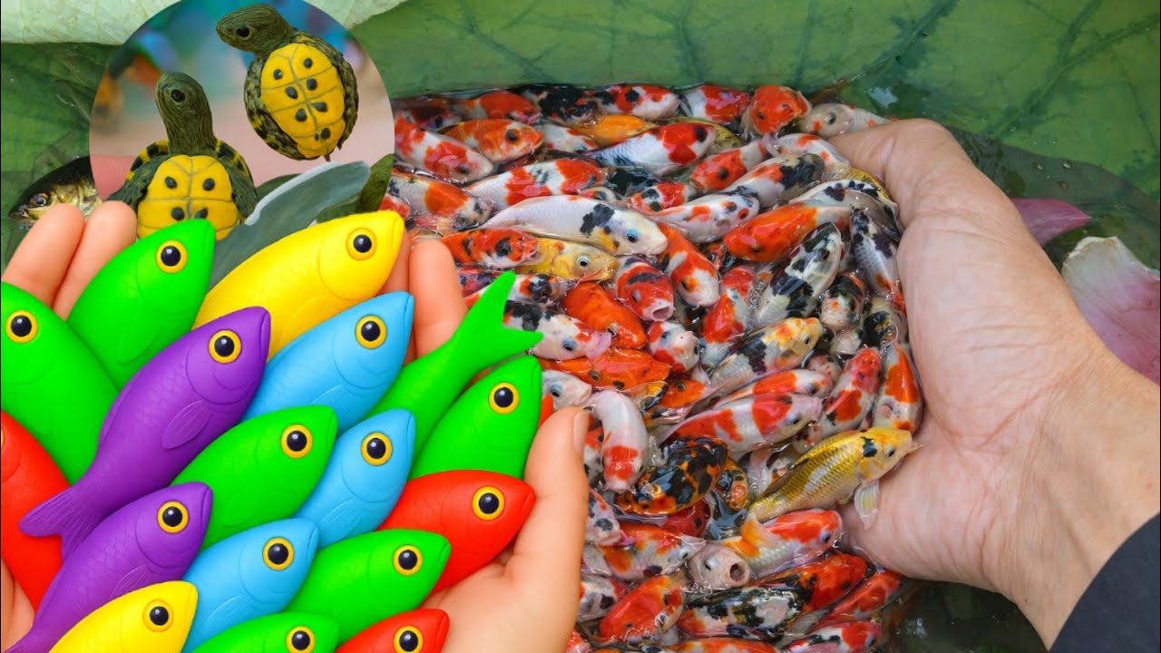 Beautiful Aquarium fish in the pond colorful fish, big catfish, ornamental fish, goldfish, Turtles 🐢