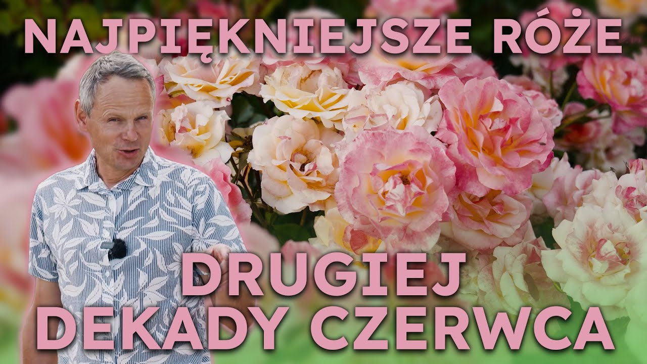 Najładniejsze róże drugiej dekady czerwca. Czekam na Wasze propozycje.