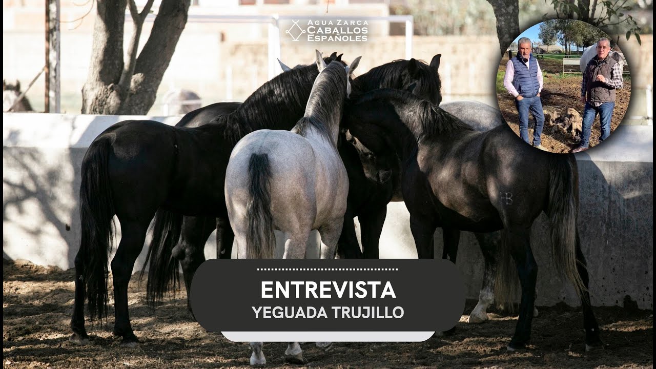 Yeguada Trujillo, 1 de las Ganader&iacute;as del PRE m&aacute;s Exitosas del Mundo, Victor Molina, Caballo Espa&ntilde;ol