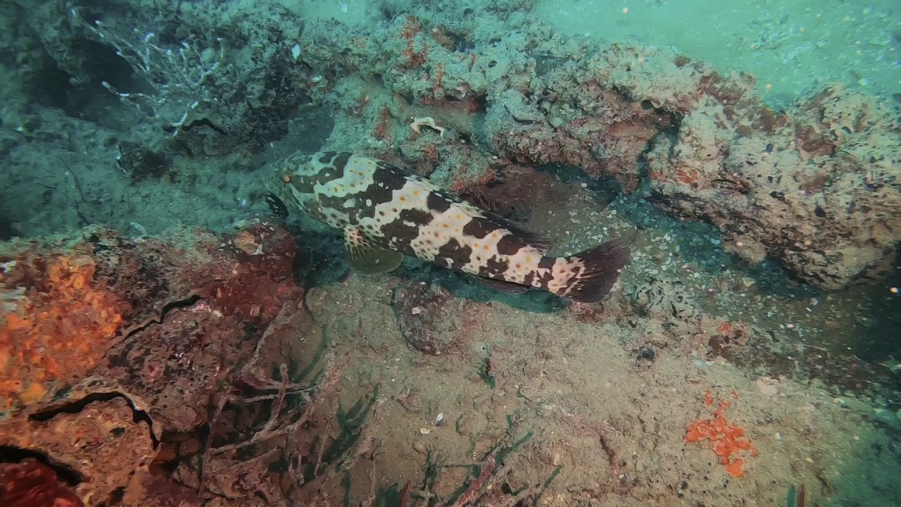 Discovering the hidden gems beneath the waters of Hervey Bay