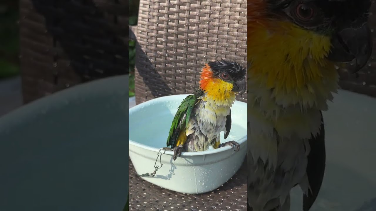 #cute #funny #caique #parrot Zeu bathing 7