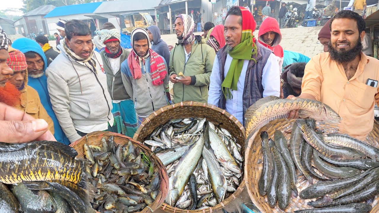 কম দামেও বিক্রি হচ্ছে না পদ্মার মাত্র দেশি মাছ বেপারীর আক্ষেপ দেখুন | Dohar fish market | Today fish