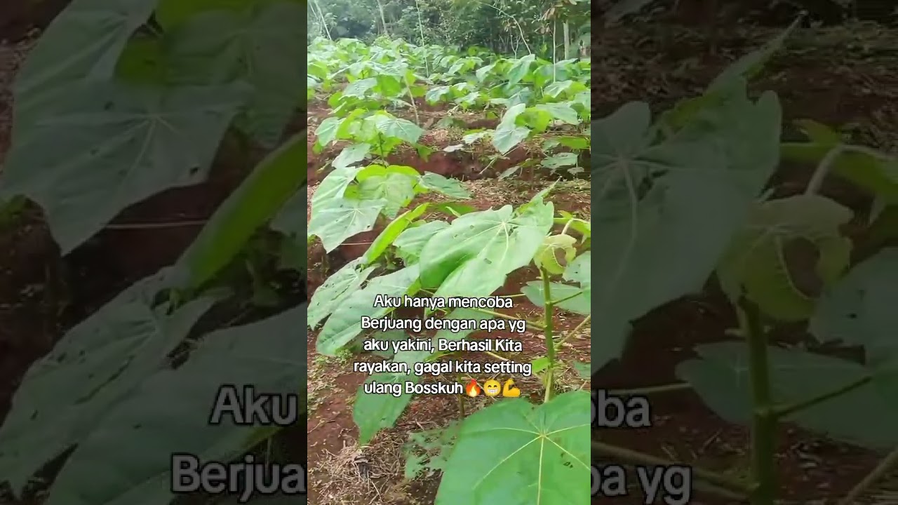 Bukan sekedar Bertani, Tapi membangun Negeri 🔥 
