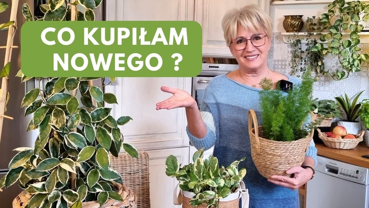 NOWOŚCI ROŚLINNE. HOYA CARNOSA 