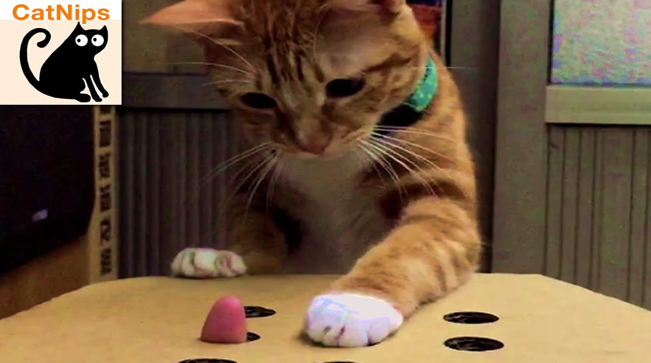 Funny Cat Plays Whack-A-Mole With Fingers | CatNips
